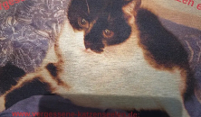 Vergessene Seelen - Gnadenhof für Katzen e.V
