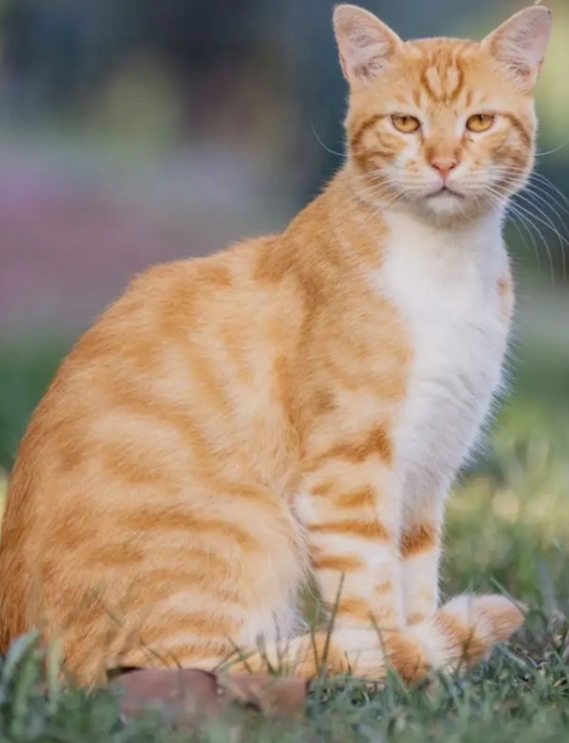 Pour l amour des chats