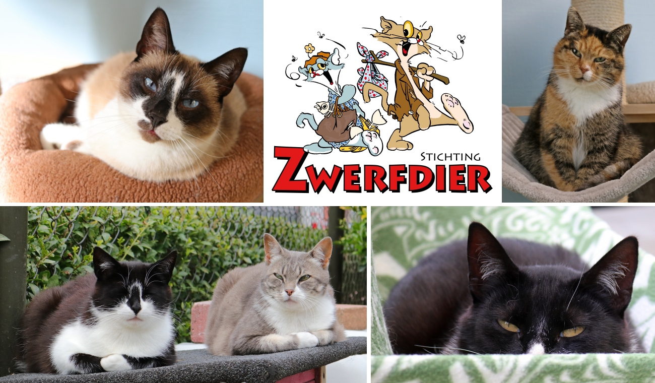 Stichting Zwerfdier