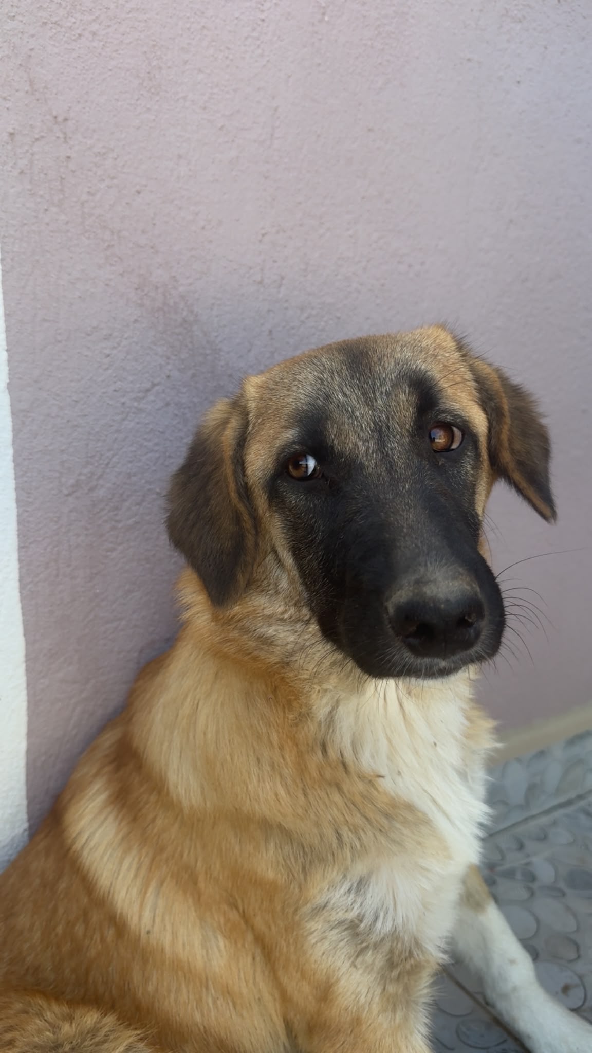 Stichting Zwerfdieren Turkije